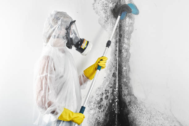 Reliable Bowling Green, OH Mold Removal Solutions