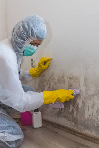 Bowling Green, OH Mold Removal Company